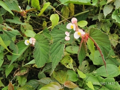 Begonia bangii