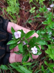 Dyschoriste microphylla