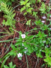 Dyschoriste microphylla