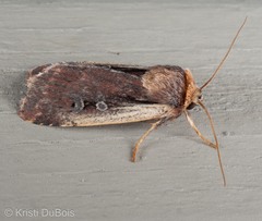 Ochropleura implecta