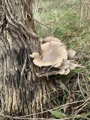 Omphalotus nidiformis