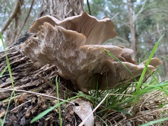 Omphalotus nidiformis