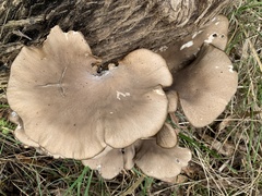 Omphalotus nidiformis