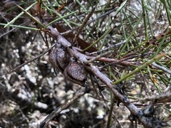 Hakea vittata