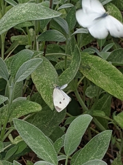Pieris rapae