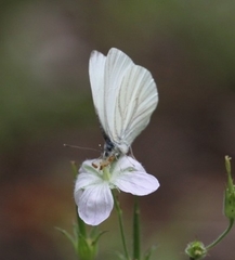 Pieris marginalis