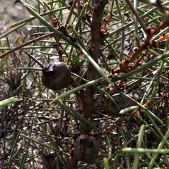 Hakea vittata