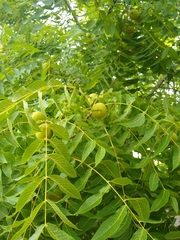 Juglans nigra