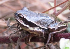 Hyla euphorbiacea