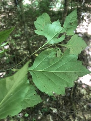 Crataegus pulcherrima