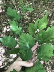 Crataegus pulcherrima