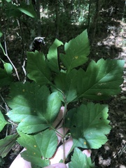 Crataegus pulcherrima