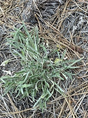 Viola pinetorum grisea