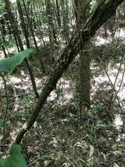 Crataegus pulcherrima