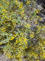 Acacia brachybotrya