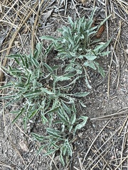 Viola pinetorum grisea