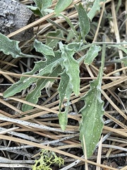 Viola pinetorum grisea