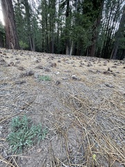 Viola pinetorum grisea