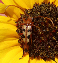 Strangalia sexnotata