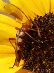 Strangalia sexnotata