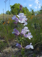 Penstemon cobaea