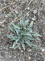 Viola pinetorum grisea