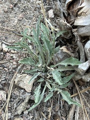Viola pinetorum grisea