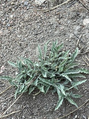 Viola pinetorum grisea