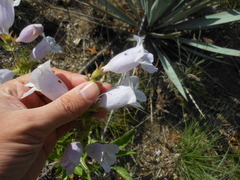 Penstemon cobaea