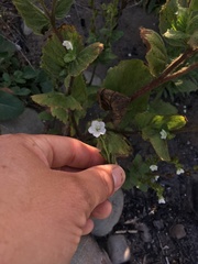 Phacelia viscida albiflora