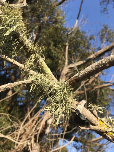 iNaturalist observation photo of Farinose Cartilage Lichen