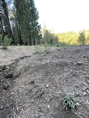 Viola pinetorum grisea