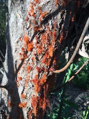 Cytospora chrysosperma