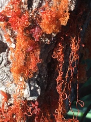 Cytospora chrysosperma