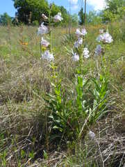Penstemon cobaea