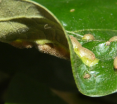 Polystepha symmetrica