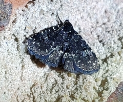 Metalectra diabolica