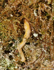 Australopacifica warragulensis