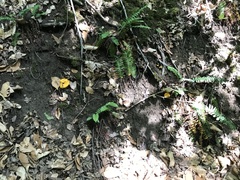 Cantharellus flavus