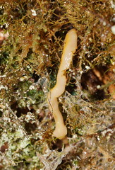 Australopacifica warragulensis