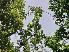 Ehretia longiflora