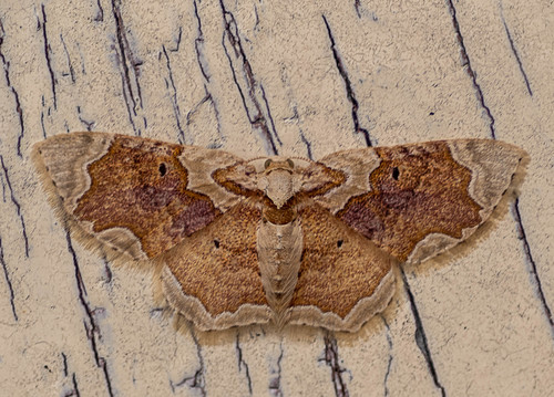 Palpoctenidia phoenicosoma (Swinhoe, 1895)