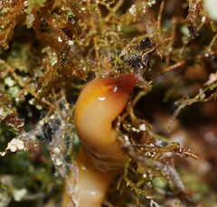 Australopacifica warragulensis