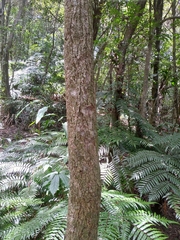Ehretia longiflora