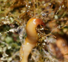 Australopacifica warragulensis