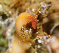 Australopacifica warragulensis