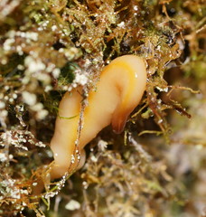 Australopacifica warragulensis