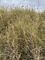 Cenchrus caliculatus