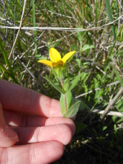 Lindheimera texana