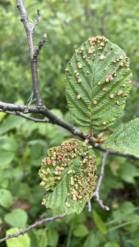 Alder Leaf Gall Mite